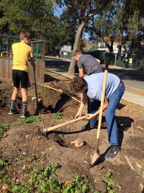 Removing the stumps of the shrubs to make space for the new pollinator garden.